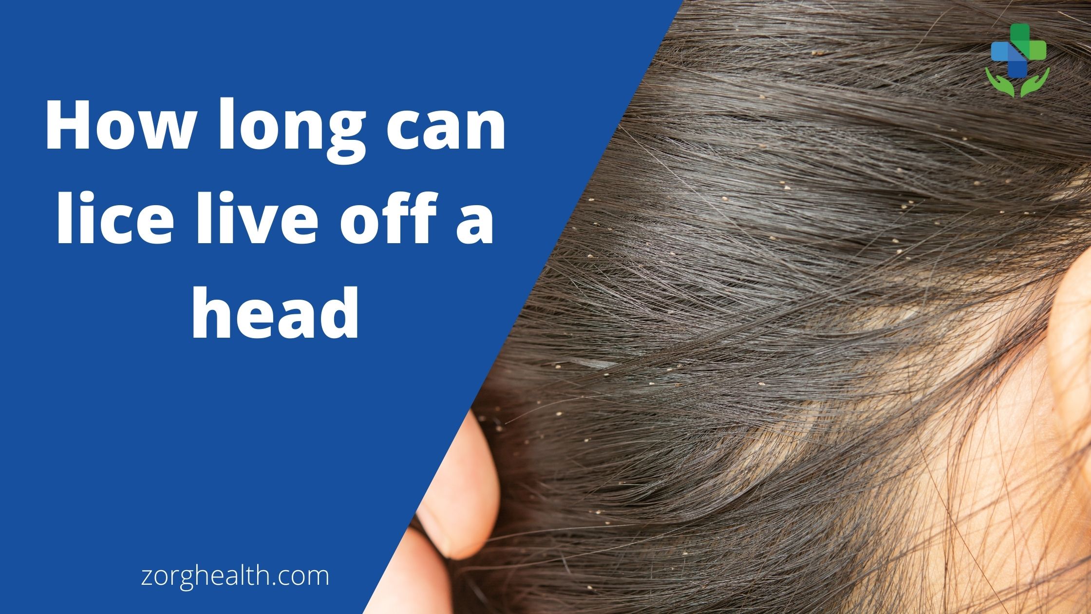 How long can lice live off a head - Zorg Health